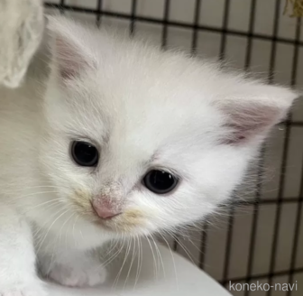 成約済の福岡県のスコティッシュフォールド-114738の4枚目
